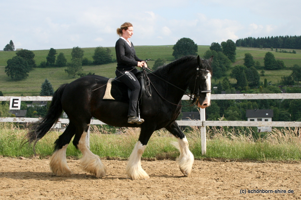 Shire Horse Stute Glory